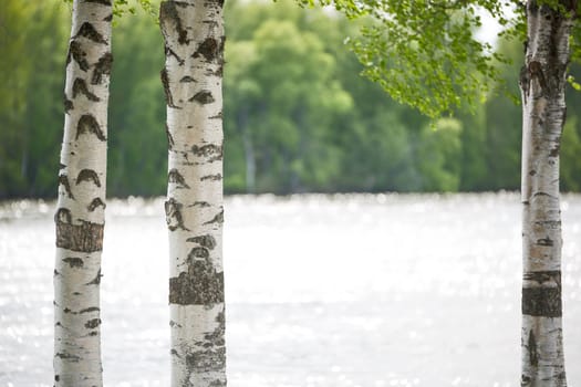 Birch Tree Trunks Close Up by water.