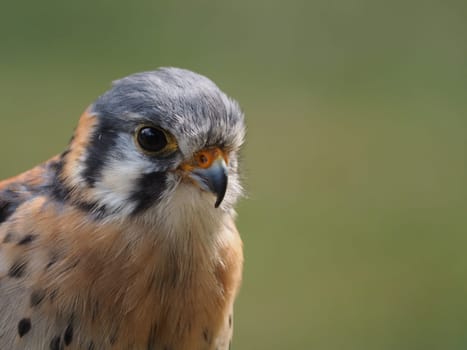 American kestrel
