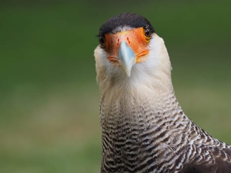 Crested caracara