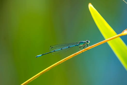 Horseshoe Azure Maiden,Coenagrion puella