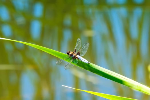 Flat belly,Libellula depressa,male