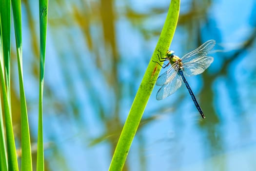 Large King Dragonfly,Anax imperator,male