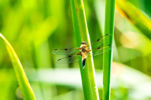 Flat belly,Libellula depressa,female