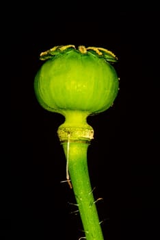 Opium poppy,capsule