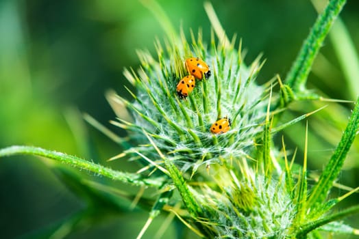 Ladybug on thistle