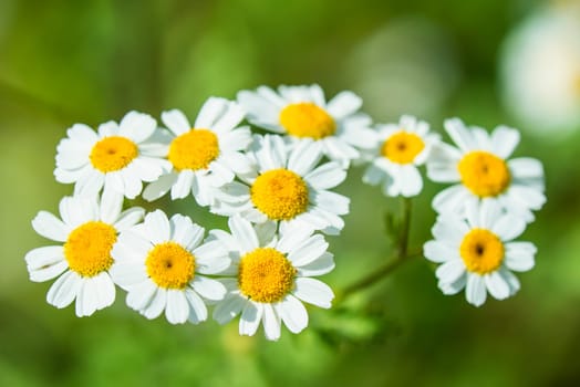 Feverfew,Chrysanthmemum parthenium,medicinal plant