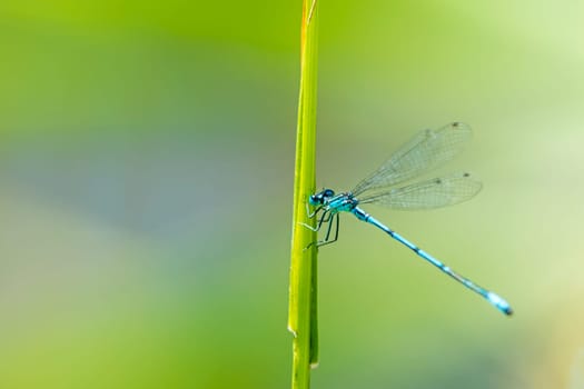 Horseshoe Azure Maiden,Coenagrion puella