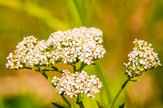 Yarrow,Achillea millefolium