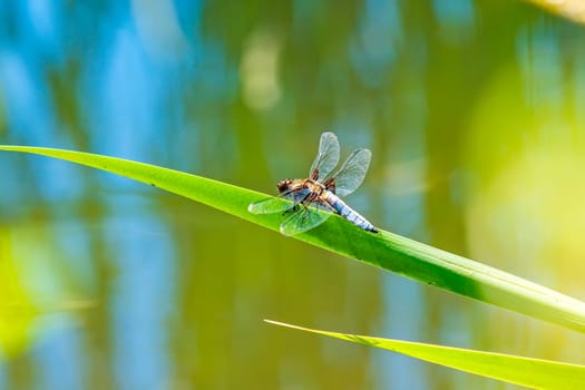 Flat belly,Libellula depressa,male