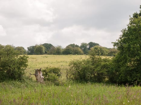 green hills and trees with overcast sky peaceful