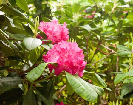 a gorgeous pinky bright red rhododendron outside close up on a tree in detail in sunlight on spring day lush and vibrant with color in uk england flowers