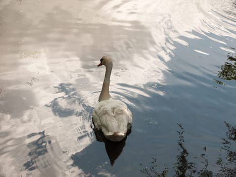 swan on lake surface seen from behind head turned angle from above england uk