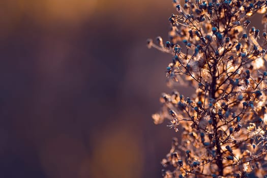 Abstract nature background, autumn colors, space for text.