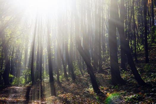 Sunshine in the forest. Sunny day, nature.