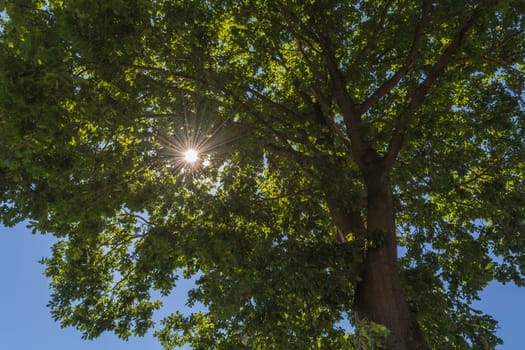 Beautiful nature in the morning,sun rays shine through the treetops..