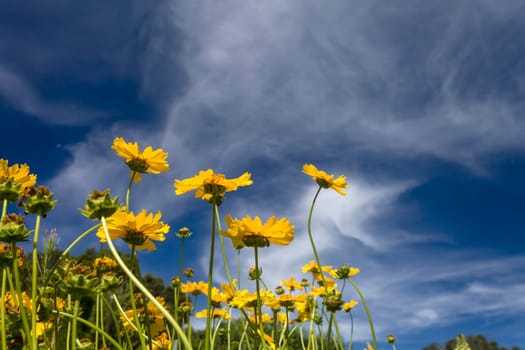 This photo was taken at a formal botanical garden near San Francisco, California. Spring had arrived, and flowers are in bloom. This image features a beautiful yellow flowers and with a deep blue sky with wispy clouds.