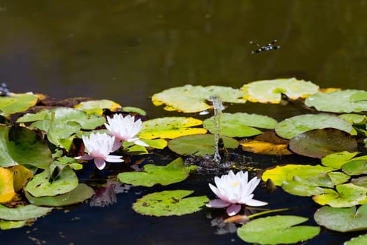 This photo was taken at a formal botanical garden near San Francisco, California. Spring had arrived, and flowers are in bloom. This image features a lily pond, Dragonfly, and beautiful blooming Lotus flower with a small fountain.