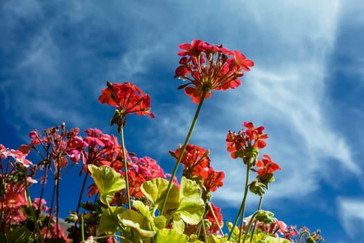 This photo was taken at a formal botanical garden near San Francisco, California. Spring had arrived, and flowers are in bloom. This image features a beautiful red flower blossoms and with a deep blue sky with wispy clouds.