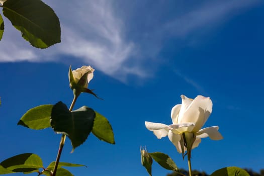 This photo was taken at a formal botanical garden near San Francisco, California. Spring had arrived, and flowers are in bloom. This image features a beautiful white roses flowers and a deep blue sky with wispy clouds.