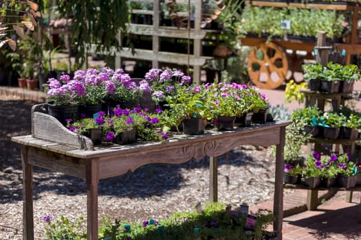 This photo was taken at a formal botanical garden near San Francisco, California. Spring had arrived, and flowers are in bloom. This image features an old cart  and beautiful purple flowers.