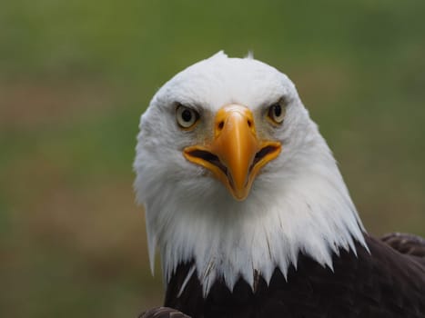 Bald eagle