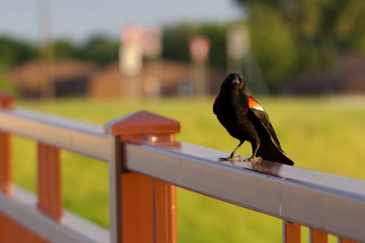 Redwing Blackbird Saying Hello