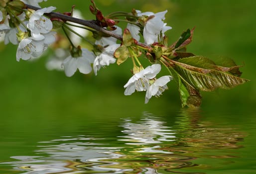 Cherry blossom