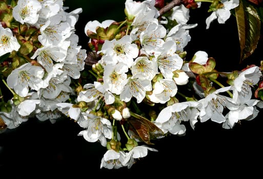 Cherry blossom