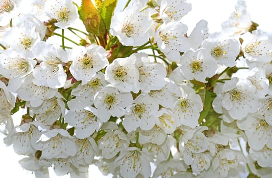 Cherry blossom