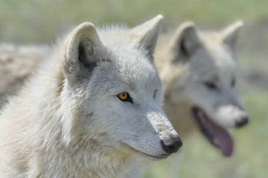 Alaskan Tundra Wolf (Canis Lupus Tundrarum), also Known as the Barren-ground Wolf