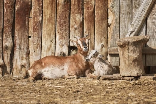 She-goat with Kid near the Wooden Wall of Barn
