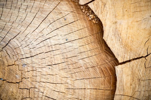 Tree ring rog wood slice close up details