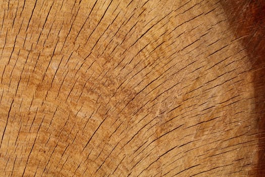 Partial Oak Log Cross Section