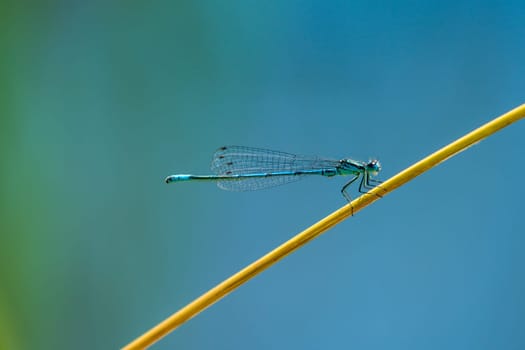 Horseshoe Azure Maiden,Coenagrion puella