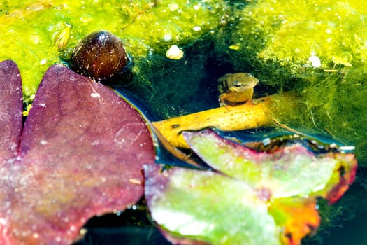 Pond newt looks out of a pond