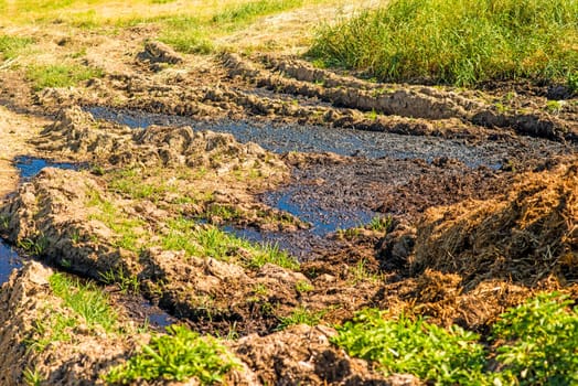 Manure in a meadow