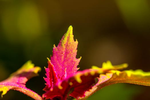 Garden orache