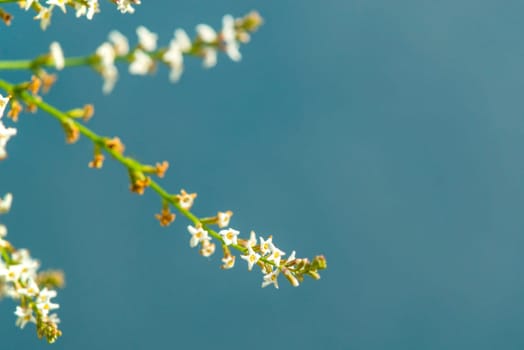 Lemon verbena with flower
