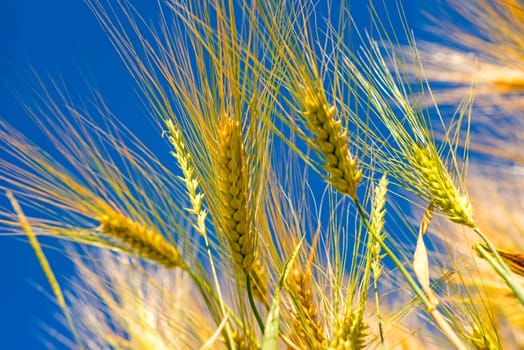 Barley,ears of wheat with blue sky