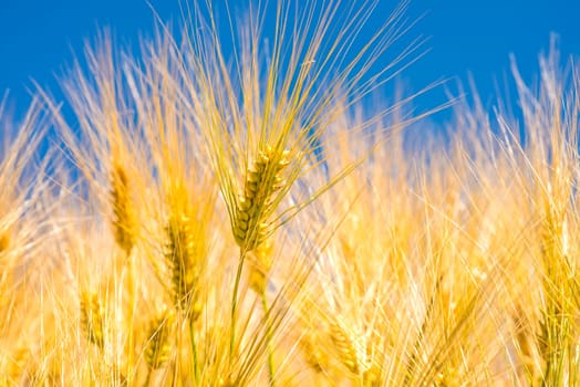Barley,ears of wheat with blue sky