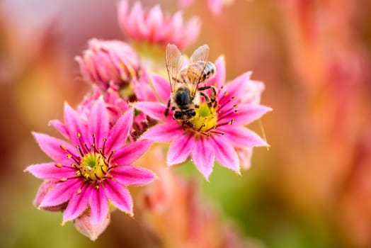 House root with bee