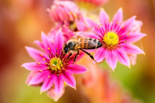House root with bee