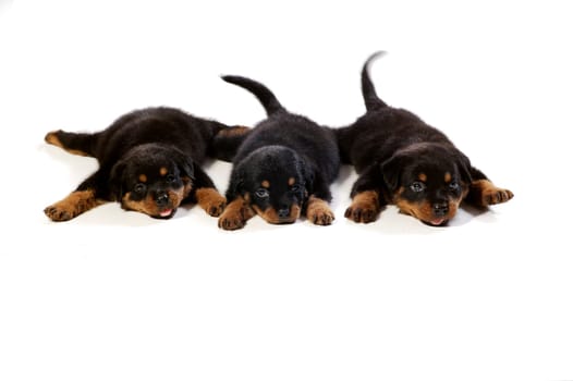 Three cute rottweiler puppies at white background
