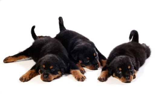 Three cute rottweiler puppies at white background