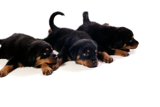 Three little cute rottweiler puppies at white background