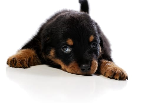 Cute rottweiler puppy at white background