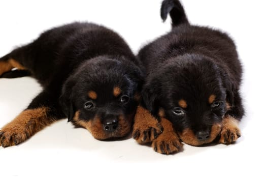 Two cute rottweiler puppies at white background