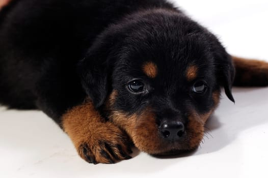 Cute rottweiler puppy at white background