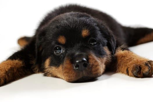 Cute rottweiler puppy at white background