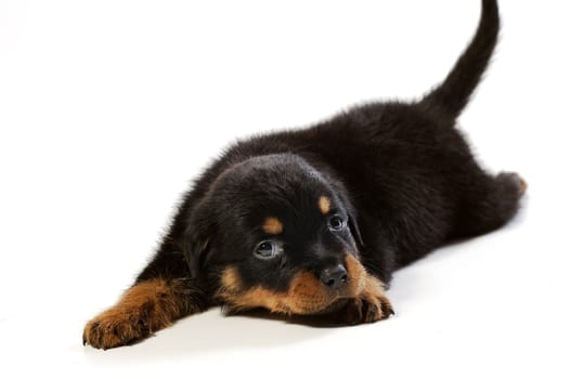 Cute rottweiler puppy at white background